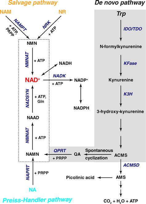 NAD(H) and NADP(H) Redox Couples and Cellular Energy Metabolism | Antioxidants & Redox Signaling