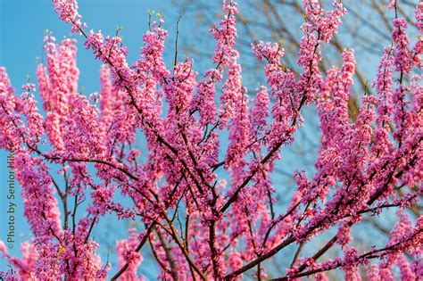 Photos by Senior Hiker: Redbud in Bloom