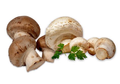 Free Images : food, fungus, mushrooms, agaricus, white mushroom, oyster mushroom, edible ...