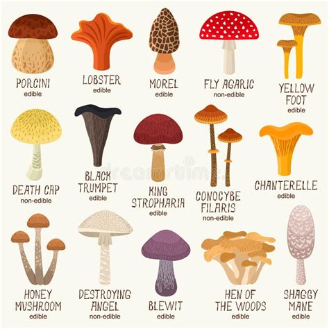 non poisonous mushrooms - Yahoo Image Search Results | Stuffed ...