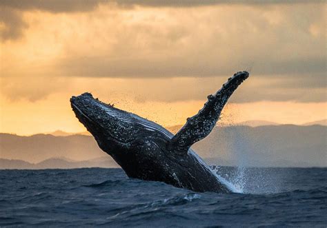 Whale Symbolism & Meaning (+Totem, Spirit & Omens) - World Birds