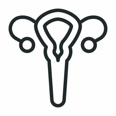 Reproductive, uterus, human, ovary, system, anatomy, vagina icon ...