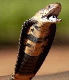 Mozambique Spitting Cobra - Snake Facts