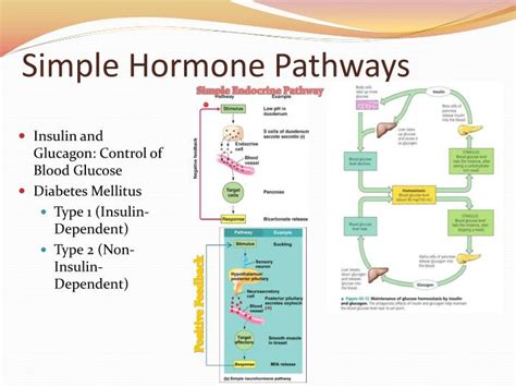 PPT - Chapter 45: Hormones and the Endocrine System PowerPoint Presentation - ID:1988919