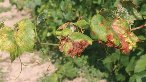 Examining the Effectiveness of Biologicals Against Downy Mildew in Grapes - Growing Produce