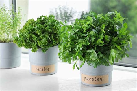 Growing Parsley Indoors - The Kitchen Herbs