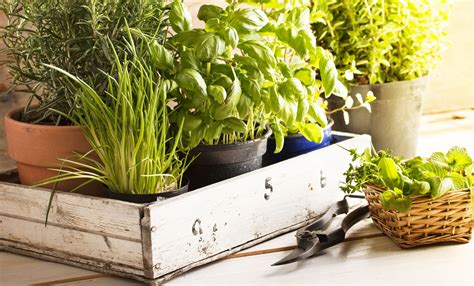 What herbs grow best in the kitchen? 5 flavor-packed plants | Livingetc