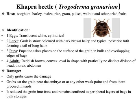 PPT - Identification and damage to store grain by coleopteran pests and its management ...