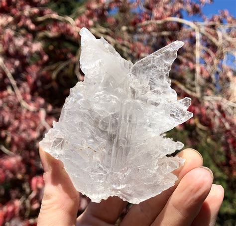 Fishtail Selenite Gypsum Crystal Cluster