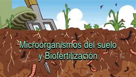 Microorganismos del suelo y Biofertilización - InfoAgronomo