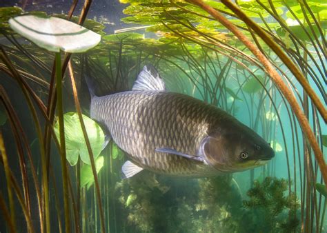 Graskarpfen (Ctenopharyngodon idella) - Nahrung, Lebensraum und mehr