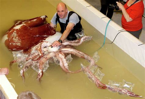 Live giant squid! Discovery Channel says it's got first vids of the kraken