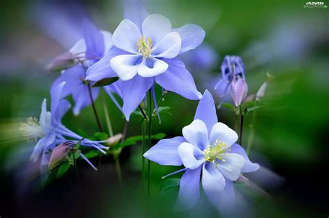 Blue Columbine - Flowers wallpapers: 2048x1360