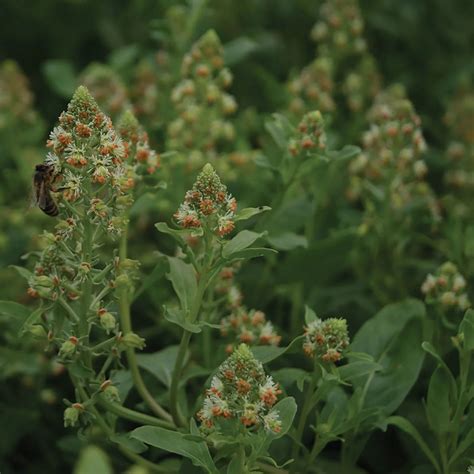 Mignonette Seeds - Reseda Odorata Flower Seed