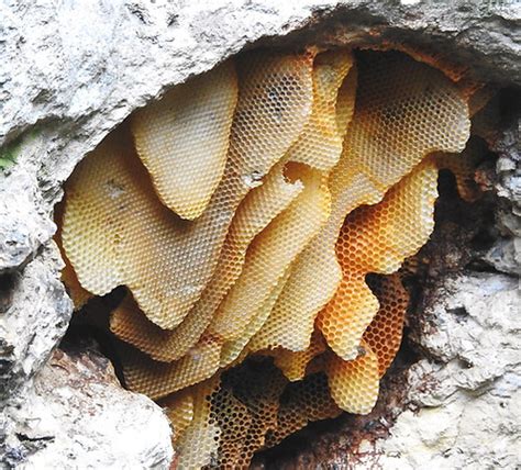 Hive Types and Plans | Roe Valley Beekeeper