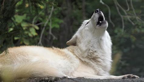 Beautiful Wolf Howling - Videos - WeAreNature.tv at WeAreNature.tv