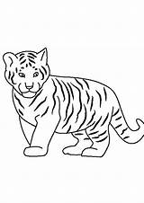 Coloring Pages  Cute baby Tiger Page sketch template