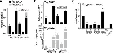 Mitochondrial NAD uptake depends on MCART1. (A) Transport of NAD + into ...