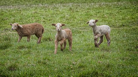 Leaping Lamb Farm & Farm Stay