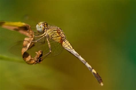 What's a Dragonfly Habitat Like? What Do Dragonflies Eat? Find Out Now