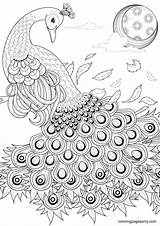 Peacock Coloring Pages Printable For Free Download sketch template