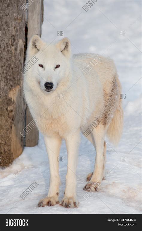 Wild Alaskan Tundra Image & Photo (Free Trial) | Bigstock