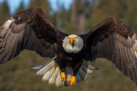 Bald Eagle In Flight Closeup Fine Art Photo Print For Sale | Photos by Joseph C. Filer