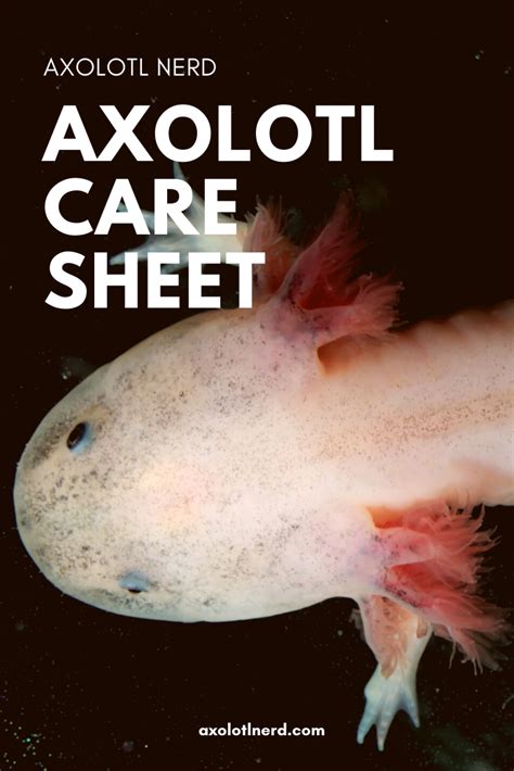 Axolotl Care Sheet | Axolotl care, Axolotl, Axolotl pet