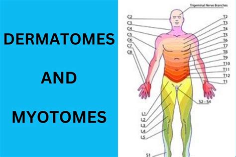 Dermatomes and Myotomes [The Comprehensive Guide 2023]