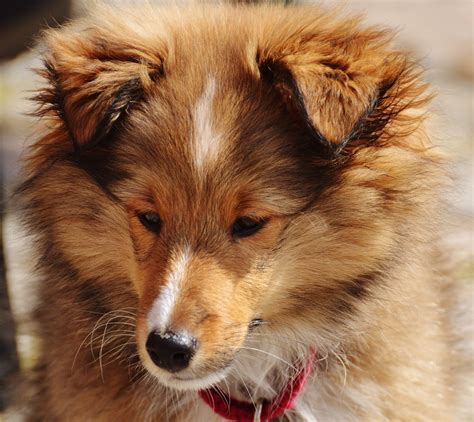 Free Images : puppy, snow, dog like mammal, dog breed, dog breed group, rough collie, scotch ...