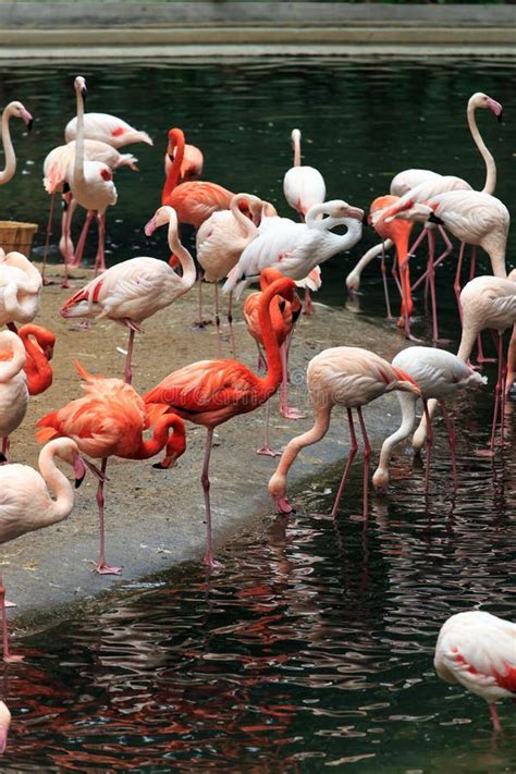 Flocks of flamingos stock image. Image of guangdong - 106955367