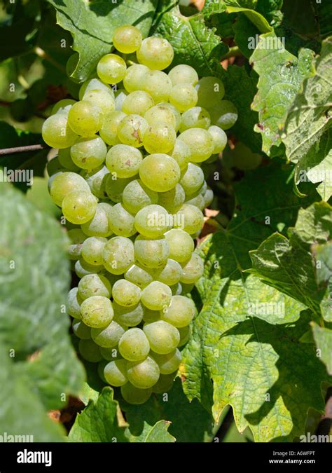 ripe grapes of Silvaner on vines in vineyard winegrowing in Franconia Germany Stock Photo - Alamy