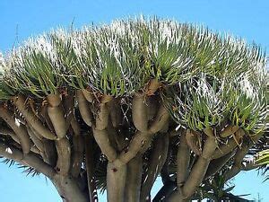 DRAGON TREE SEEDS DRAGONS BLOOD DRACAENA DRACO SEED FLOWERING 5 SEED ...