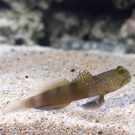 Spotted Watchman Goby: Saltwater Aquarium Fish for Marine Aquariums