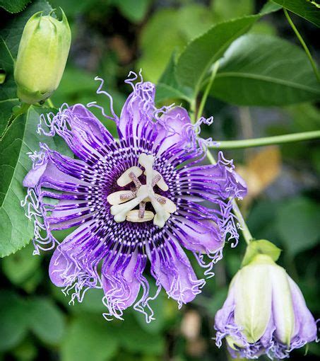 Purple Passion Flower (Passiflora incarnata) Plants