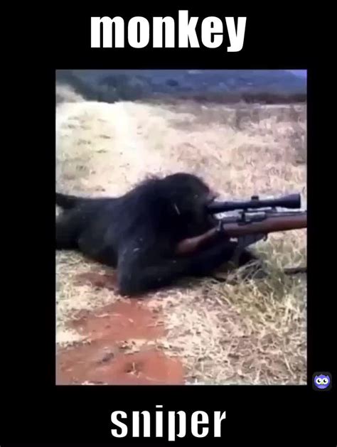 monkey sniper | @Stuff_Of_Randomness | Memes