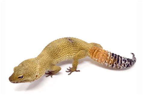 25 Best Leopard Gecko Morphs (With Pictures)