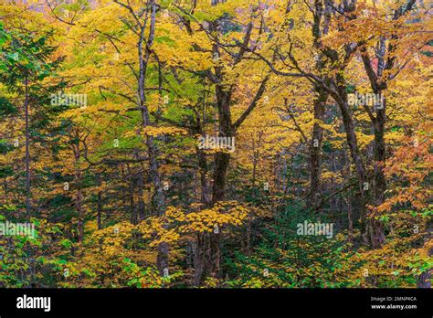 Fall foliage color along the Cabot Trail, Cape Brreton Island, Nova ...