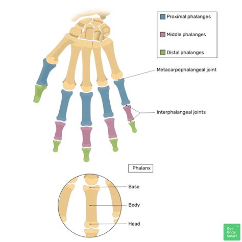 51+ Diagram Of Finger Bones - SaifeSatvir