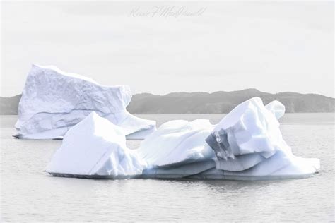 Newfoundland Fox: finding love through travel and photos – Tint of Ink