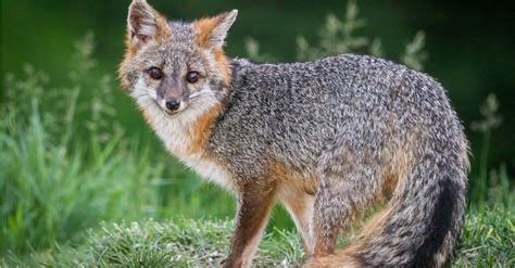 Foxes in Mississippi: Types and Where They Live - A-Z Animals