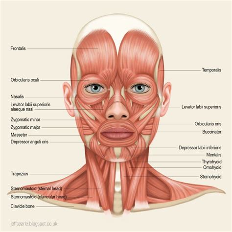 an image of the muscles and their major facial structures on a white background with text below