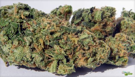 Blueberry Kush Marijuana Strain (Review)