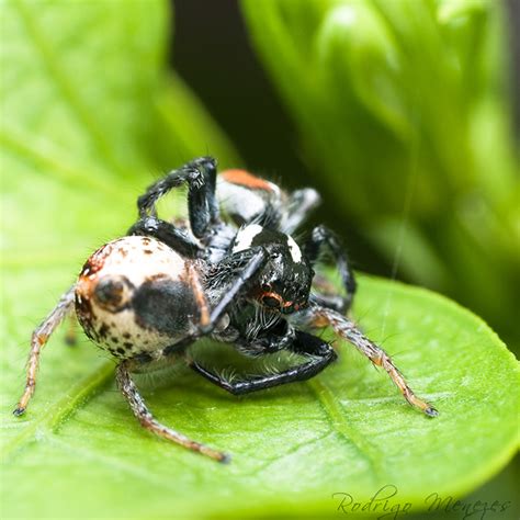 Jumping Spider Mating Behavior? - www.photomacrography.net