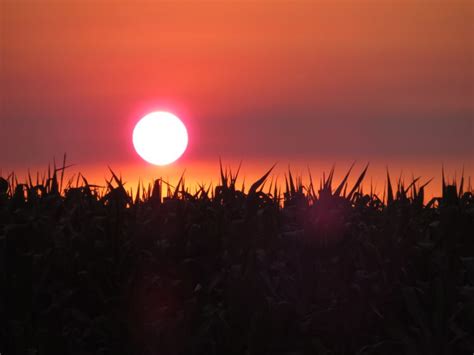 Corn field sunset - SkySpy Photos, Images, Video