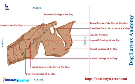 Dog Larynx Anatomy - Laryngeal Cartilage, Cavity, and Muscles » AnatomyLearner >> The Place to ...