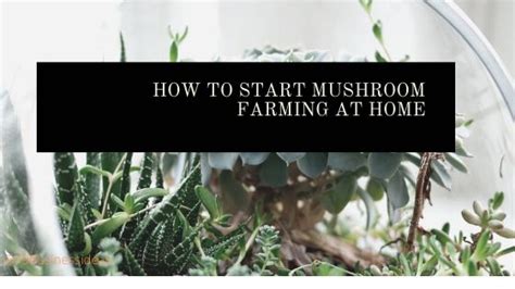 Home-Based Mushroom Farm - How to Start & Grow