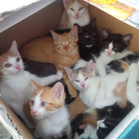 Here’s What To Do If You Find A Litter Of Kittens | Kittens, Kitten care, Cats