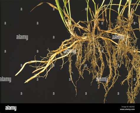 Couch grass Agropyron repens creeping rhizomes of this serious grass weed Stock Photo - Alamy