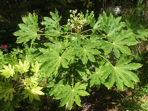 Recregarden: FATSIA JAPONICA